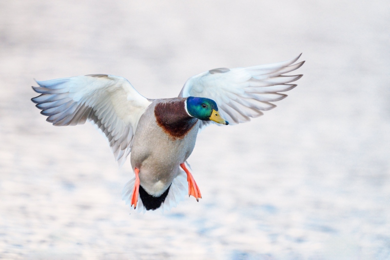 Mallard-3200-drake-braking-to-land-_DSC4176-Santee-Lakes-Regional-Preverve-CA