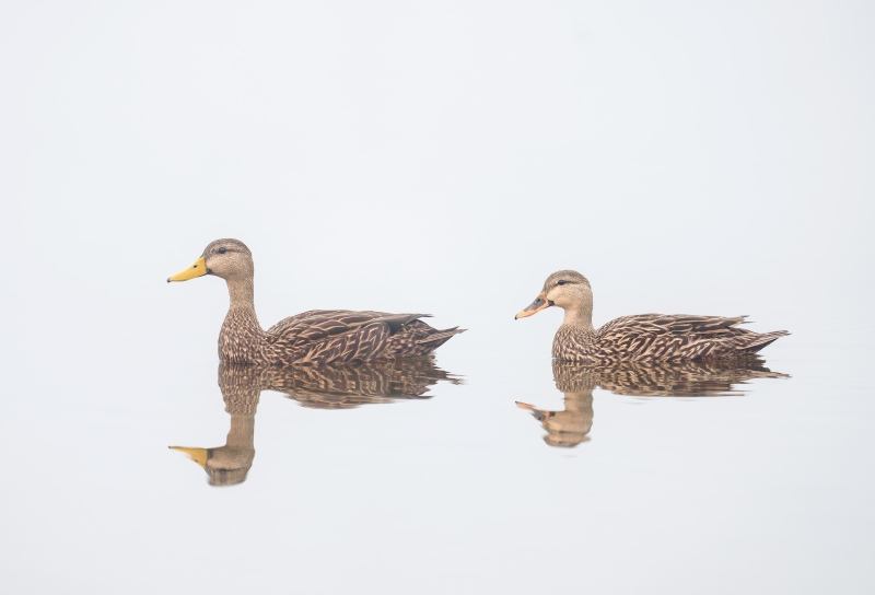 Mottled-Duck-3200-pair-male-in-the-lead-_DSC2315-Indian-Lake-Estates-FL-Enhanced-NR