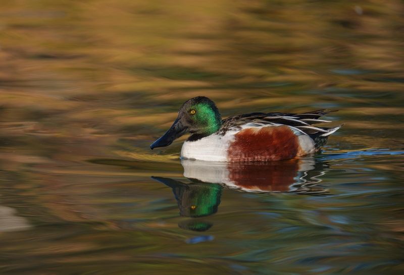 Northern-Shoveler-3200-LIGHTER-drake-floating-in-early-morning-light-_DSC1413-Santee-Lakes-Regional-Preserve-CA-Enhanced-NR