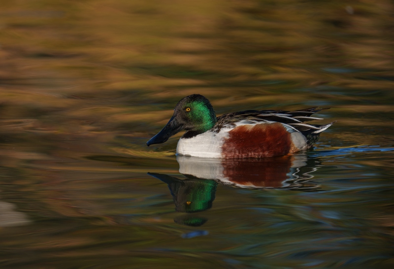 Northern-Shoveler-3200-drake-floating-in-early-morning-light-_DSC1413-Santee-Lakes-Regional-Preserve-CA-Enhanced-NR