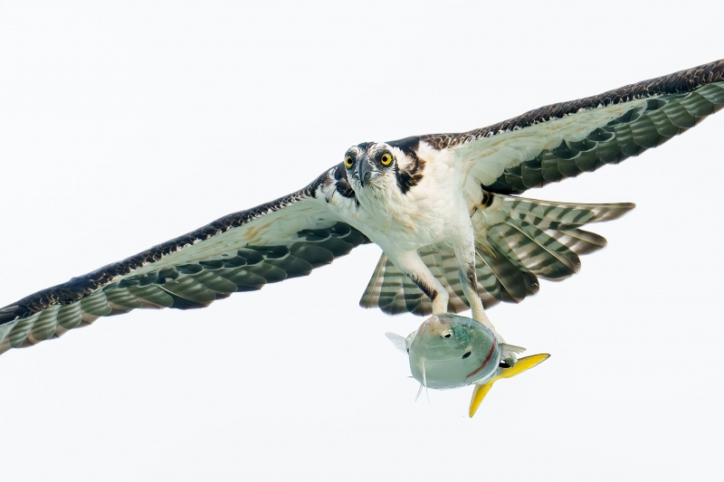 Osprey-3200-CROP-with-Yellow-tailed-Menhaden-_DSC0701-Sebastian-Inlet-FL-Enhanced-NR