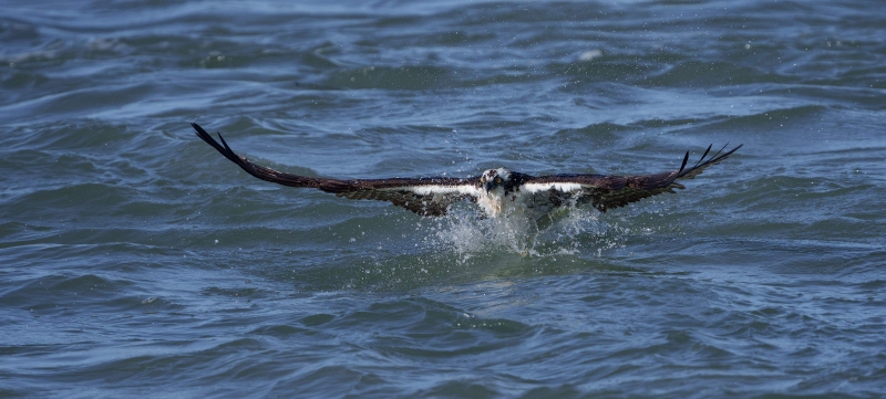 Osprey-3200-being-pulled-under-by-large-menhaden-_DSC9316Sebastian-Florida-Enhanced-NR