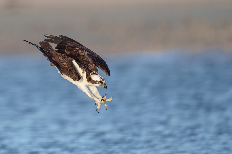 Osprey-3200-diving-_DSC0922-Sebastian-Inlet-FL-Enhanced-NR