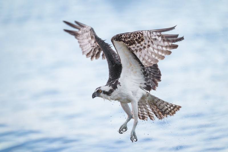 Osprey-3200-emerging-from-water-_A1G7368Sebastian-Inlet-FL-Enhanced-NR