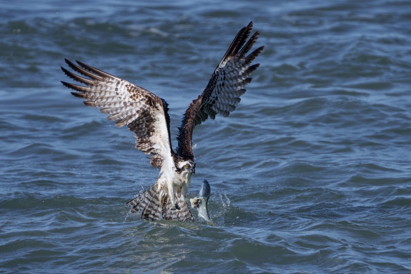 Osprey-3200-emerging-with-menhaden-_DSC9397Sebastian-Florida-Enhanced-NR