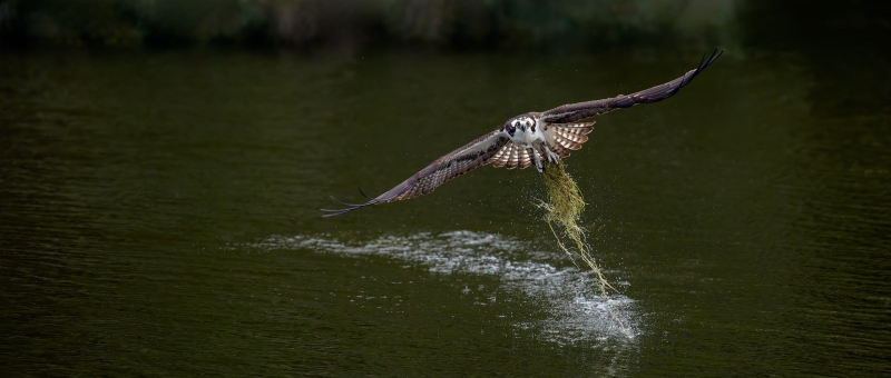 Osprey-3200-emerging-with-moss-for-nest-_DSC5745-Indian-Lake-Estates-FL-Enhanced-NR