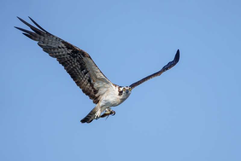 Osprey-3200-female-with-fish-_DSC3991-Indian-Lake-Estates-FL-33855-Enhanced-NR