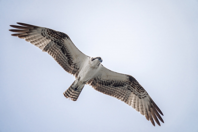 Osprey-3200-in-overhead-flight-_DSC3159-Sebastian-Inlet-FL-Enhanced-NR