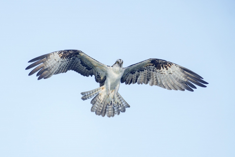 Osprey-3200-kiting-_DSC8251-Sebastian-Inlet-FL-Enhanced-NR