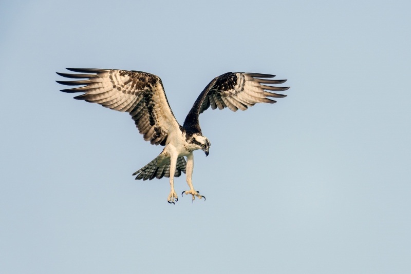 Osprey-3200-kiting-looking-for-fish-_DSC2407-Sebastian-Inlet-FL-Enhanced-NR