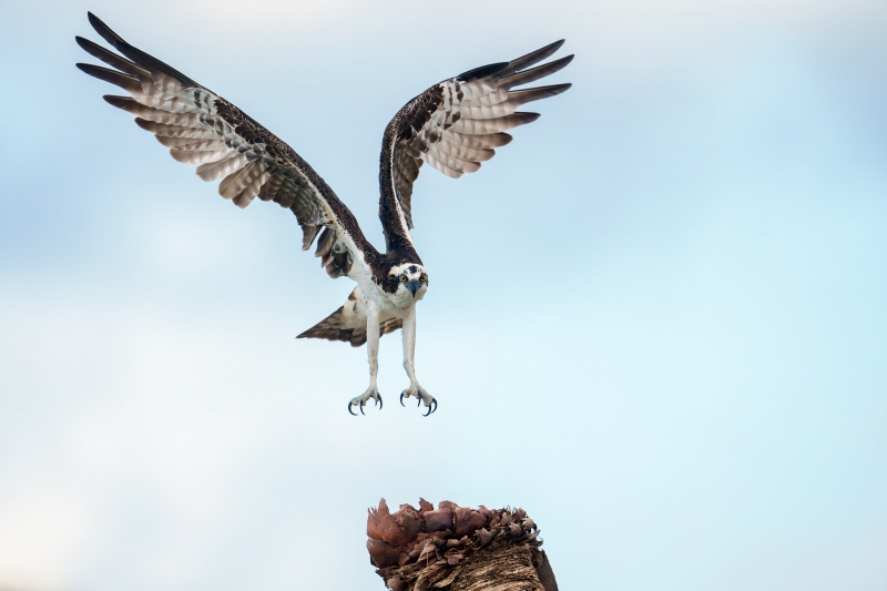 Osprey-3200-landing-on-cabbage-palm-stump-_DSC5996-Sebastian-Inlet-FL-Enhanced-NR