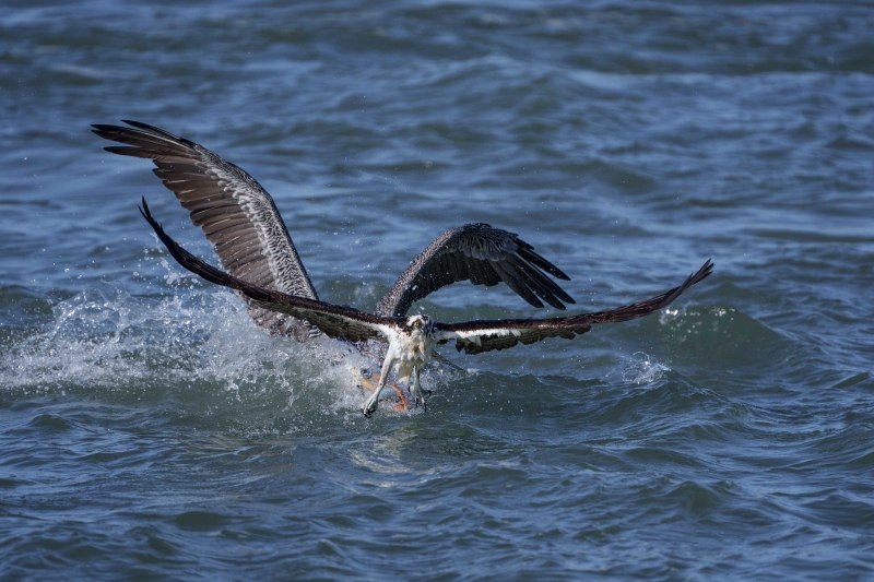 Osprey-3200-letting-go-of-fish-_DSC9418Sebastian-Florida-Enhanced-NR