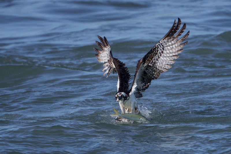 Osprey-3200-lifting-menhaden-out-of-water-_DSC9299Sebastian-Florida-Enhanced-NR