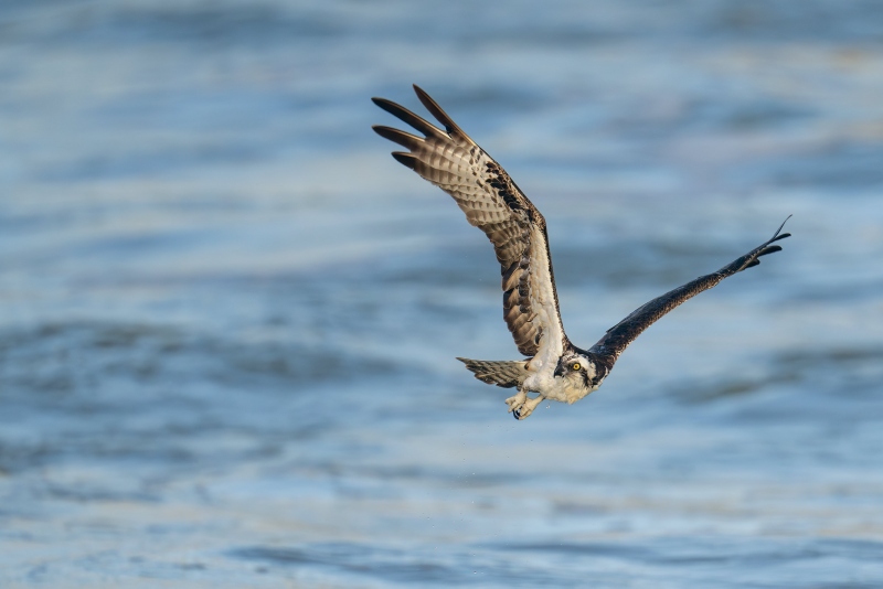 Osprey-3200-looking-back-in-flight-_DSC2042-Sebastian-Inlet-FL-Enhanced-NR