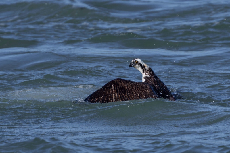 Osprey-3200-mantling-fish-in-inlet-_DSC9286Sebastian-Florida-Enhanced-NR