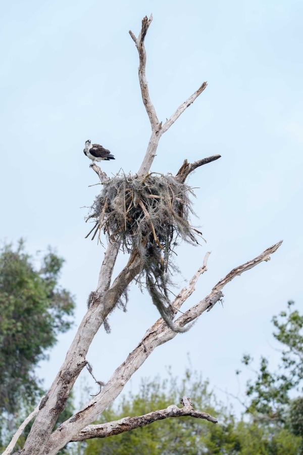 Osprey-3200-on-natural-nest-tree-_DSC5445-Indian-Lake-Estates-FL-Enhanced-NR