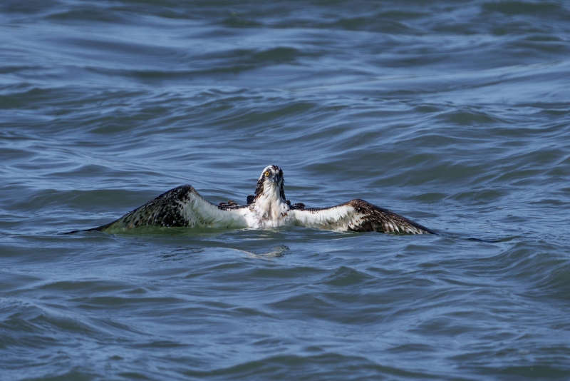 Osprey-3200-resting-regaining-strength-_DSC9352Sebastian-Florida-Enhanced-NR