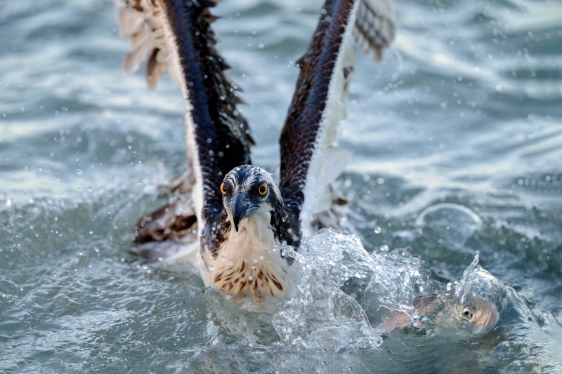 Osprey-3200-struggling-to-lift-off-with-fish_A1G7451Sebastian-Inlet-FL-Enhanced-NR