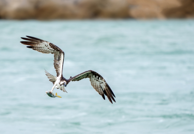 Osprey-3200-with-Yellow-tailed-Menhaden-ELIS-_DSC9272-Sebastian-Inlet-FL-Enhanced-NR