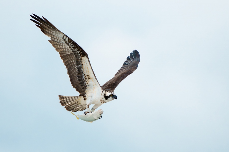 Osprey-3200-with-Yellow-tailed-Menhaden-in-talons-ELISAB-_DSC1372PM-Sebastian-Inlet-State-Park-Sebastian-Florida-Enhanced-NR