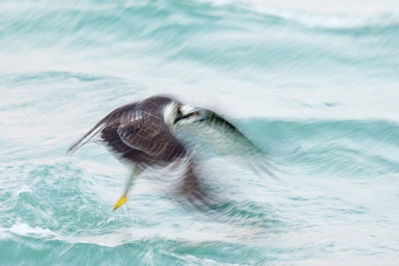 Osprey-3200-with-fish-1-30-second-pan-blur-_DSC4305-Sebastian-Inlet-FL-Enhanced-NR