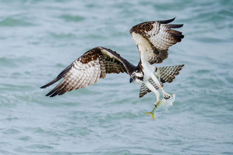 Osprey-3200-with-fish-_DSC0186-Sebastian-Inlet-FL-Enhanced-NR