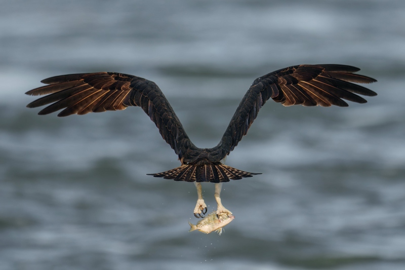 Osprey-3200-with-fish-wind-against-sun-departure-_DSC8102-Sebastian-Inlet-FL-Enhanced-NR