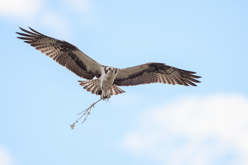 Osprey-3200-with-nesting-material-_DSC5128-Indian-Lake-Estates-FL-Enhanced-NR