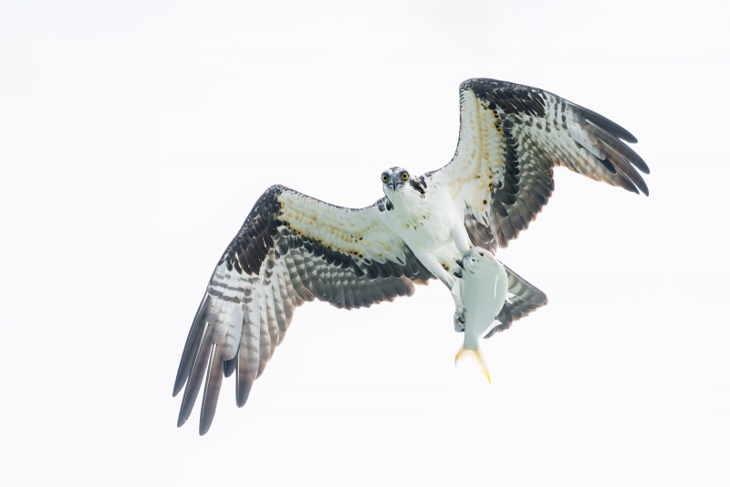 Osprey-3200-with-yellow-tailed-bunker-_DSC7193-Sebastian-Inlet-FL-Enhanced-NR