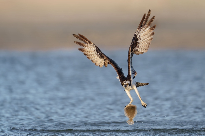 Osprey-3200A-with-summer-flounder-_DSC0944-Sebastian-Inlet-FL-Enhanced-NR