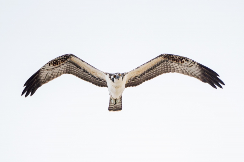 Osprey-juvenile-staring-in-flight-GG-_A1G1019-Enhanced-NR