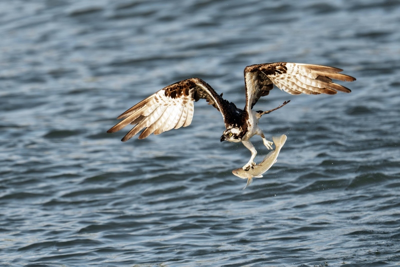 Osprey-wth-fish-3200-_DSC9277Sebastian-Inlet-FL-Enhanced-NR