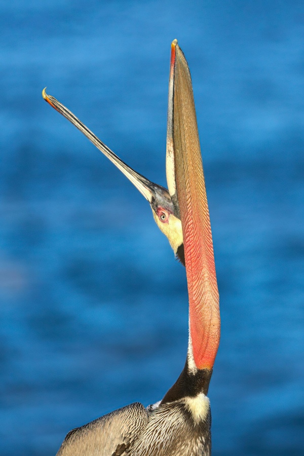 Pelican-Head-3200-BOB-EASTM-Throw-@-San-Diego-California-1-Jan-11th-2025-DeNoiseAI-low-light