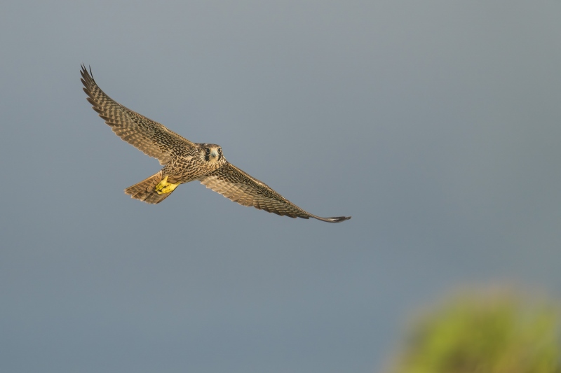 Peregrine-3200-hunting-the-inlet-_DSC2261-Sebastian-Inlet-FL-Enhanced-NR