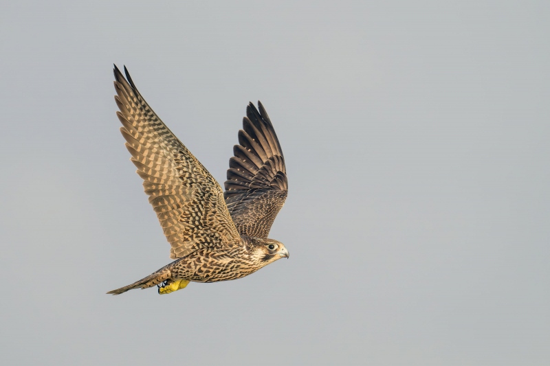 Peregrine-in-flight-full-upstroke-_DSC2312-Sebastian-Inlet-FL-Enhanced-NR