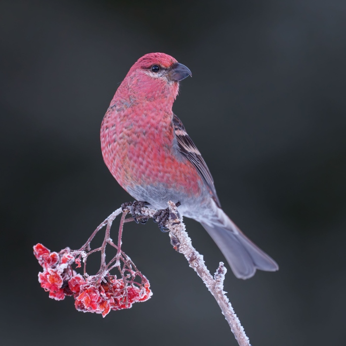 Pine-Grosbeak-2400-male-with-Mountain-Ash-fruit-_DSC2441Anchor-Point-FL-Enhanced-NR