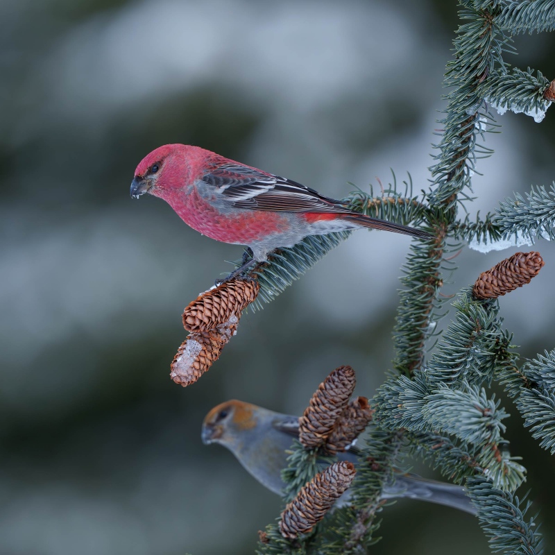 Pine-Grosbeak-2400-pair-on-Evergreen-cones-_A1G7795-Anchor-Point-AK-Enhanced-NR