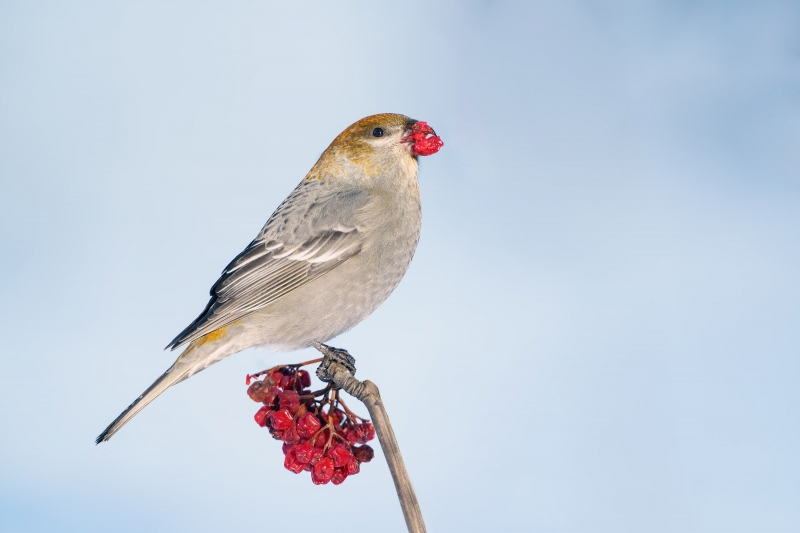 Pine-Grosbeak-3200-female-eating-Mountain-ash-berries-_A1G8188-Anchor-Point-AK-Enhanced-NR