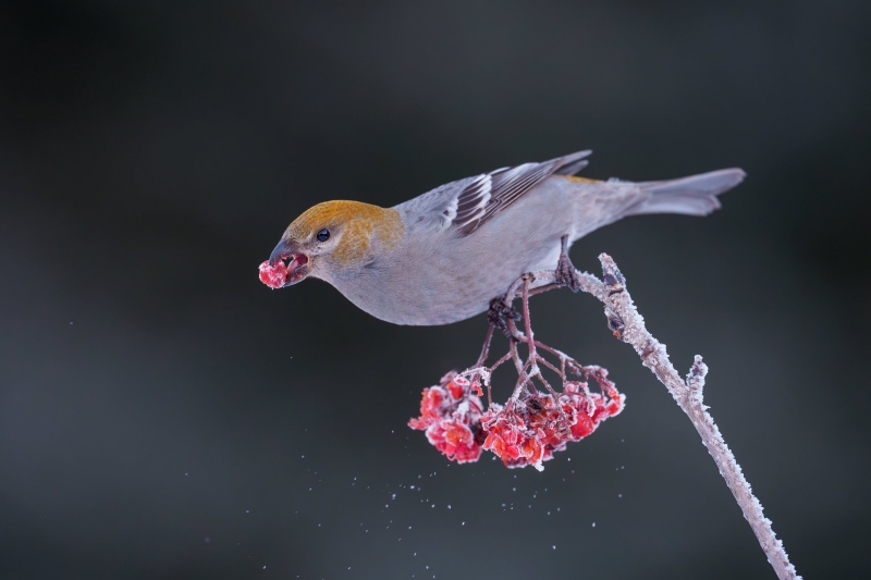 Pine-Grosbeak-3200-female-grabbing-Mountain-Ash-berries-_DSC2601Anchor-Point-FL-Enhanced-NR