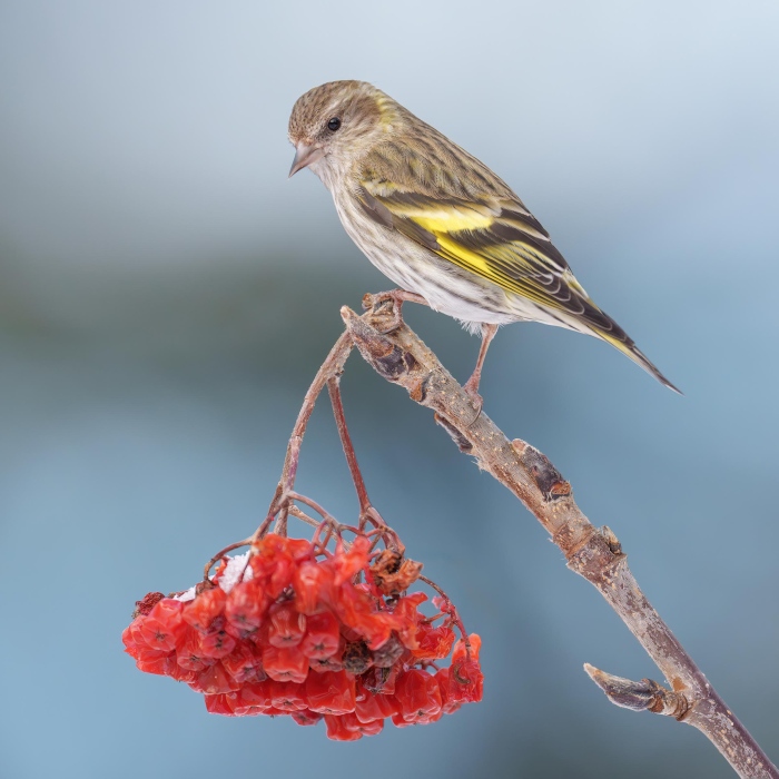 Pine-Siskin-2400-on-Mountain-Ash-berries-_DSC7516Anchor-Point-FL-Enhanced-NR