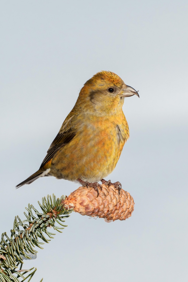 Red-Crossbill-3200-vertical-crop-spruce-one-cone-less-_A1G9756-Anchor-Point-AK-Enhanced-NR