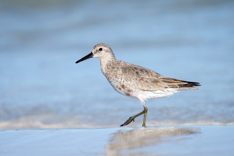 Red-Knot-3200-beginning-most-to-breeding-plumage-_DSC2549-Fort-DeSoto-Park-Tierra-Verde-FL-Enhanced-NR