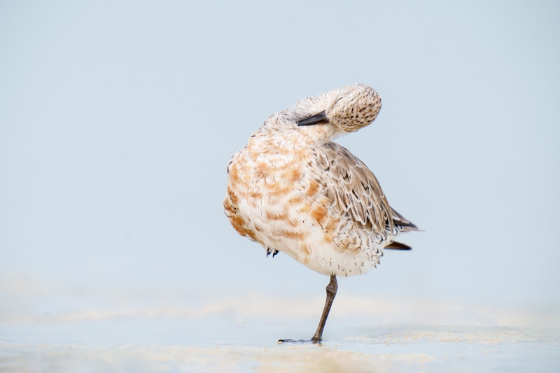 Red-Knot-3200-preening-breeding-plumage_A1G0764-Fort-DeSoto-Park-Tierra-Verde-FL-A-Enhanced-NR