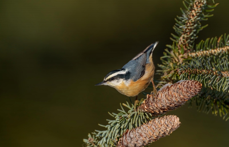 Red-breasted-Nuthatch-3200-_A1G8735-Anchor-Point-AK-Enhanced-NR