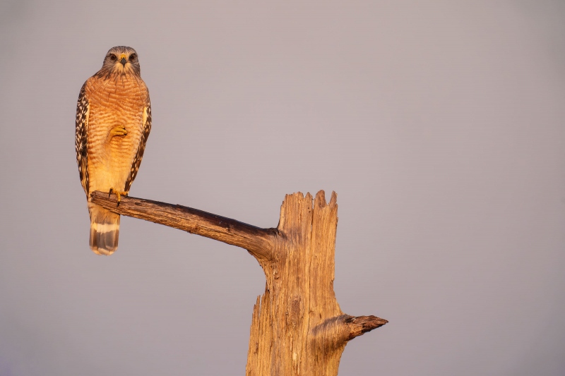 Red-shouldered-Hawk-3200-adult-on-The-Perch-II-_A938856-Indian-Lake-Estates-FL-33855-Enhanced-NR