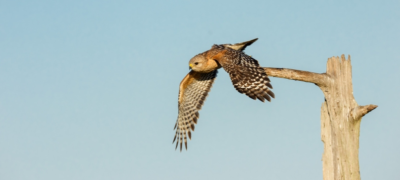 Red-shouldered-Hawk-3200-adut-taking-flight-Anita-North-_DSC7356-Florida-ILE-2025-Enhanced-NR