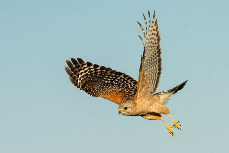 Red-shouldered-Hawk-3200-looking-for-prey-Anita-North-_DSC7360-Florida-ILE-2025-Enhanced-NR