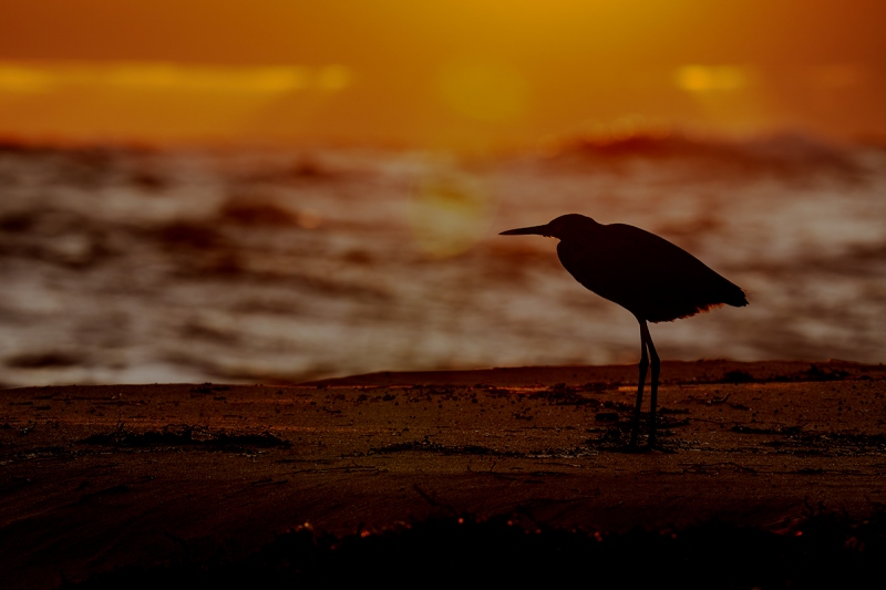 Reddish-Egret-3200-at-dawn-_DSC7948-Sebastian-Inlet-FL-Enhanced-NR