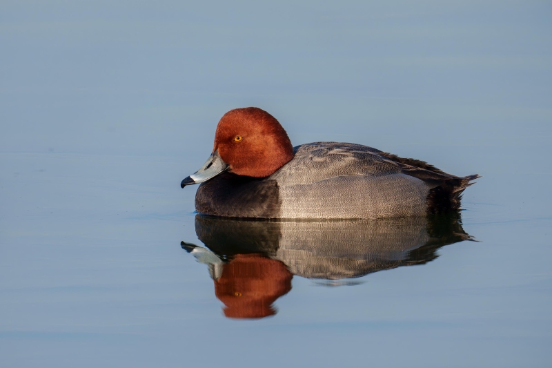 Redhead-3200-drake-floating-_DSC6543-Lakeland-FL-Enhanced-NR