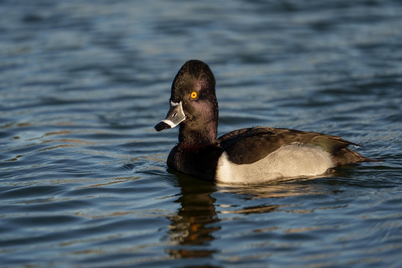 Ring-necked-Duck-3200-drake-swimming-Yo-Adrian-_DSC0468-Enhanced-NR